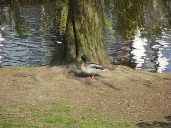 View of a duck in a lake