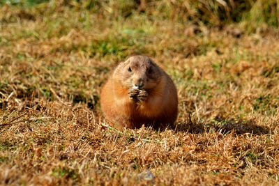 Animal on grassy field