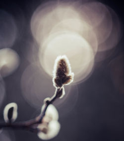 Close-up of white flowering plant