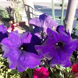 Close-up of purple flowering plants