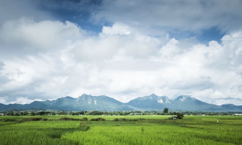 Scenic view of field against sky