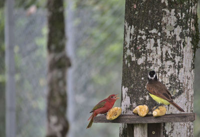 Close-up of birds perching on wooden post