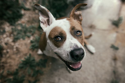 High angle portrait of dog sitting on footpath