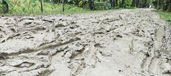 Tire tracks in the forest