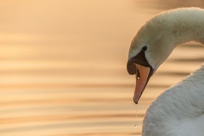 Close-up of swan in lake