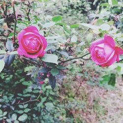 Close-up of pink rose blooming outdoors