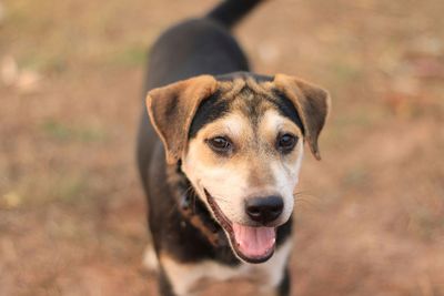 Close-up portrait of dog on field