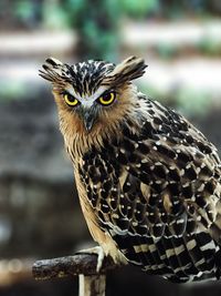 Close-up portrait of owl perching