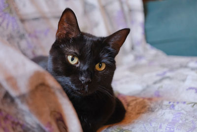 A young black cat sat on an armchair.