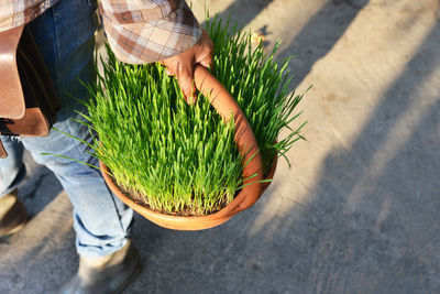 Low section of person holding leaf