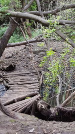 Close-up of tree roots in forest