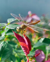 Macro close-up of dragonfly on flower