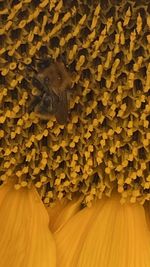 Close-up of insect on sunflower