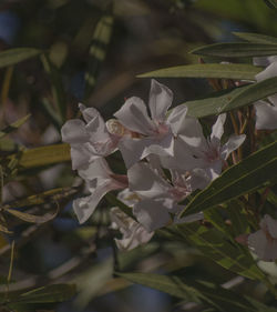 Close-up of white flowers