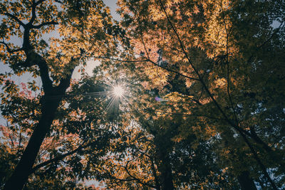 Low angle view of sunlight streaming through trees