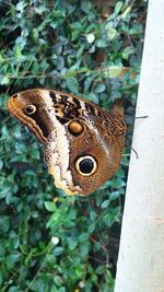 Close-up of butterfly on tree