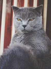 Close-up portrait of fat cat sitting