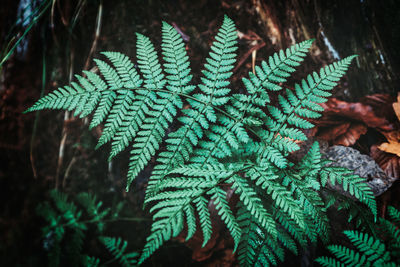 Close-up of fern leaves on field