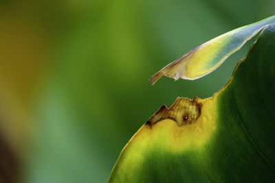 Close-up of fruit on plant