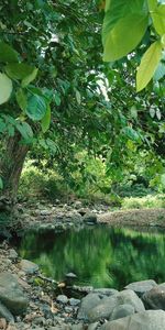 Scenic view of lake in forest