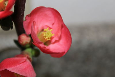 Close-up of pink poppy blooming outdoors