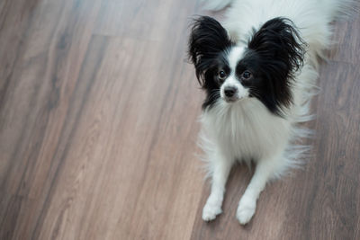 Portrait of cute puppy