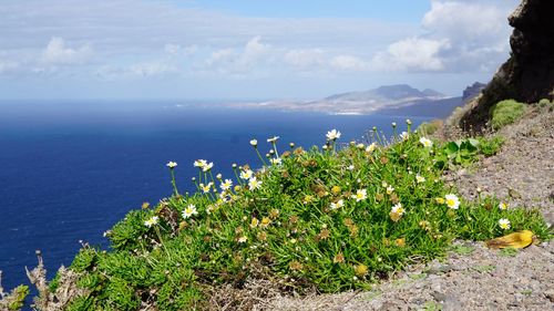 Plants by sea against sky