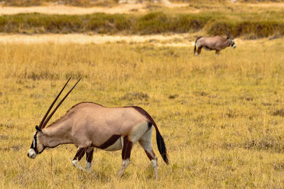 Side view of oryx grazing on field