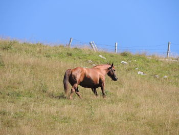 Horse in a field