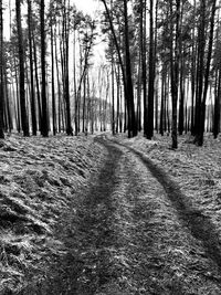 Trees in forest