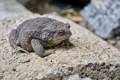 Close-up of a lizard on rock