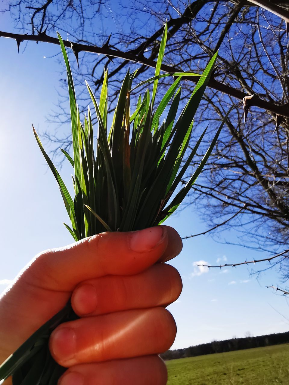 CLOSE-UP OF PERSON HOLDING PLANT