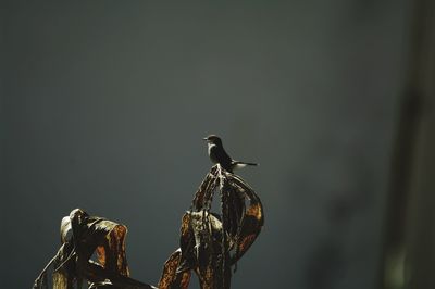 Close-up of bird perching on metal