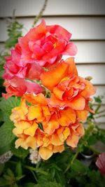 Close-up of flowers blooming outdoors