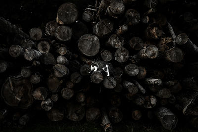 Full frame shot of logs in forest