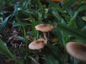 Close-up of mushrooms growing on field
