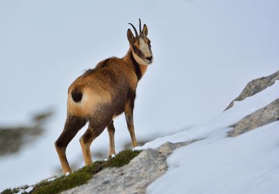 Horse standing on rock