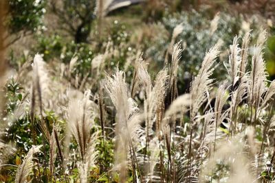 Close-up of plants growing on field