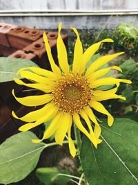 Close-up of sunflower