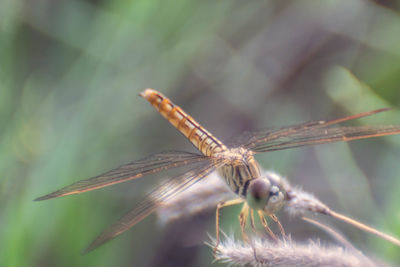 Close-up of dragonfly on plant