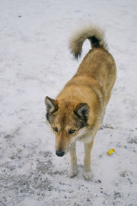 Portrait of wolf on snow