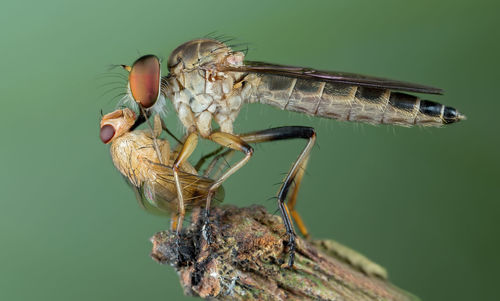 Close-up of butterfly