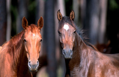 Portrait of horse in ranch