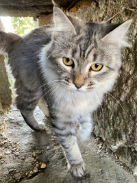 Close-up portrait of tabby cat