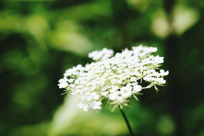 Close-up of white flowers