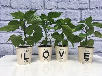 Close-up of potted plant on wall