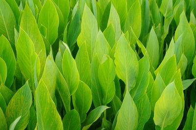 Full frame shot of fresh green field