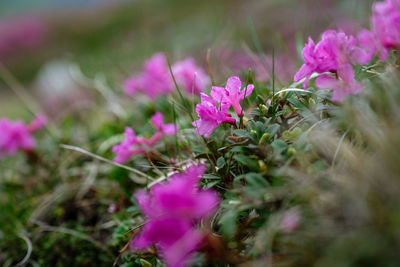 Close-up of pink flowering plants on field