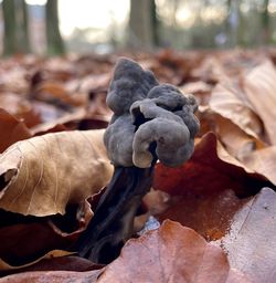 Close-up of dry leaves on tree during autumn