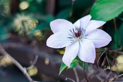 Close-up of white flowering plant